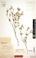 Holotype of Kyphocarpa kühlweiniana var. melanacantha Peter [family AMARANTHACEAE]
