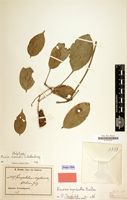 Holotype of Paxia zenkeri Schellenb. [family CONNARACEAE]