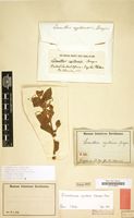 Isotype of Loranthus nyikensis Sprague [family LORANTHACEAE]