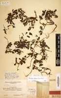 Holotype of Portulaca fischeri var. robusta Poelln. [family PORTULACACEAE]