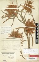 Holotype of Protea haemantha Engl. & Gilg [family PROTEACEAE]