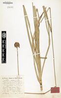Isolectotype of Cyperus angolensis var. amplibulbus Peter & Kük. [family CYPERACEAE]
