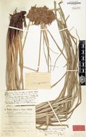 Type of Cyperus pseudo-brunneus var. continentalis Kük. [family CYPERACEAE]