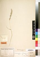 Type of Monelytrum luederitzianum Hack. [family GRAMINEAE]