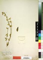 Type of Alternanthera truxillensis Kunth [family AMARANTHACEAE]