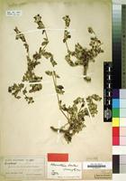 Type of Alternanthera lorentzii Suess. [family AMARANTHACEAE]