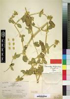 Type of Alternanthera albotomentosa Suess. [family AMARANTHACEAE]