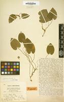 Type of Dorstenia fawcettii Urb. [family MORACEAE]