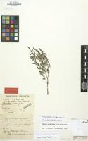Isotype of Suaeda cochlearifolia Wol. ex Stapf [family CHENOPODIACEAE]