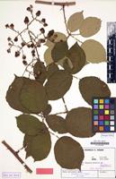 Isotype of Rubus amisiensis H.E.Weber [family ROSACEAE]