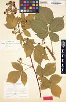Holotype of Rubus x vaniloquus A.Schumach. [family ROSACEAE]