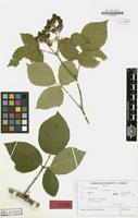 Isotype of Rubus hastiferus H.E.Weber [family ROSACEAE]