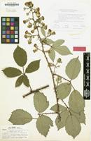 Type? of Rubus argenteus subsp. elegantispinosus A.Schumach. [family ROSACEAE]
