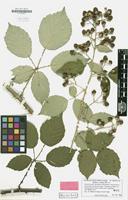 Holotype of Rubus cretatus Matzk. [family ROSACEAE]