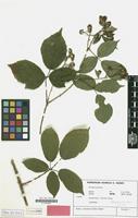 Isotype of Rubus conothyrsoides H.E.Weber [family ROSACEAE]