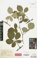 Syntype of Rubus pulcherrimus var. discifer Ade & A.Schumach. [family ROSACEAE]