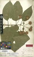 Isosyntype of Adina indivisa Lace [family RUBIACEAE]
