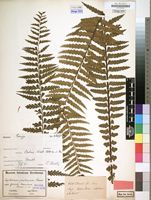 Filed as Asplenium protensum Schrad. [family ASPLENIACEAE]