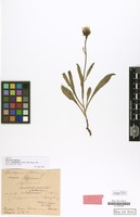 Type of Hieracium alpinum subvar. subglabrum Touton [family COMPOSITAE]