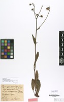 Holotype of Hieracium maculatum var. subcapsiriense Höppner & Touton [family COMPOSITAE]