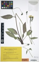 Isotype of Hieracium grovesianum subsp. nigrotectorium Gottschl. [family COMPOSITAE]