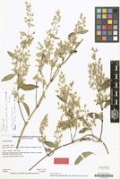Isotype of Pedersenia volubilis Borsch, Ortuno & Nee [family AMARANTHACEAE]