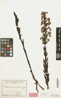 Type of Brachycorythis pulchra Schltr. [family ORCHIDACEAE]