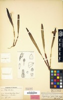 Holotype of Polystachya fulvilabia Schltr. [family ORCHIDACEAE]