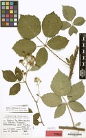 Isotype of Rubus dufftianus W.Jansen [family ROSACEAE]