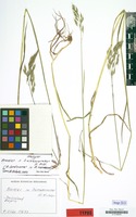 Neotype of Bromus x hannoveranus K.Richt. [family GRAMINEAE]