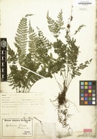Type of Asplenium preussii Hieron. [family POLYPODIACEAE]