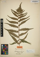 Type of Diplazium lasiopteris Kunze [family POLYPODIACEAE]
