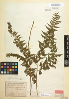 Type of Microlepia hancei Prantl [family POLYPODIACEAE]