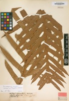 Isotype of Polypodium coronans Wall. ex Mett. [family POLYPODIACEAE]