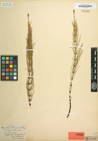 Type of Equisetum x litorale Kühlew. ex Rupr. [family EQUISETACEAE]