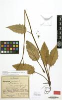 Paratype of Hieracium murorum var. malacophyllum Zahn [family COMPOSITAE]