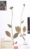 Paratype of Hieracium sommerfeltii subsp. crinicaesium Schack&Zahn [family COMPOSITAE]