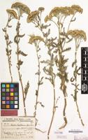 Holotype of Achillea cappadocica Hausskn.&Bornm. [family COMPOSITAE]