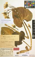 Type of Doronicum macrolepis Freyn&Sint. ex Freyn. [family COMPOSITAE]