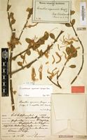 Type of Loranthus ngamicus Sprague [family LORANTHACEAE]