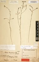 Type of Talinum tenuissimum Dinter [family PORTULACACEAE]