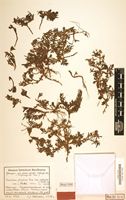 Isotype of Portulaca fischeri var. robusta Poelln. [family PORTULACACEAE]