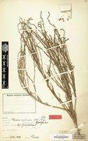 Type of Thesium megalocarpum A.W.Hill [family SANTALACEAE]