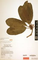 Isotype of Labramia mayottensis Labat, M.Pignal & O.Pascal [family SAPOTACEAE]