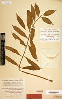 Holotype of Zamioculcas lanceolata Peter [family ARACEAE]