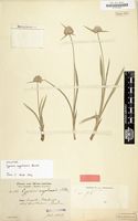 Holotype of Cyperus angolensis Boeckeler [family CYPERACEAE]