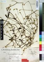 Type of Gomphrena serturneroides Suess. [family AMARANTHACEAE]