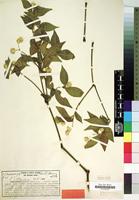 Type of Alternanthera scandens Herzog [family AMARANTHACEAE]