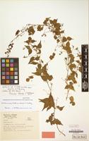 Isotype of Urvillea uniloba var. debilis F.A.Barkley [family SAPINDACEAE]