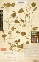Type of Dorstenia flagellifera Urb. & Ekman [family MORACEAE]